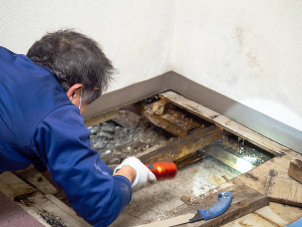 Best Certified Mold Removal  in Buffalo Center, IA