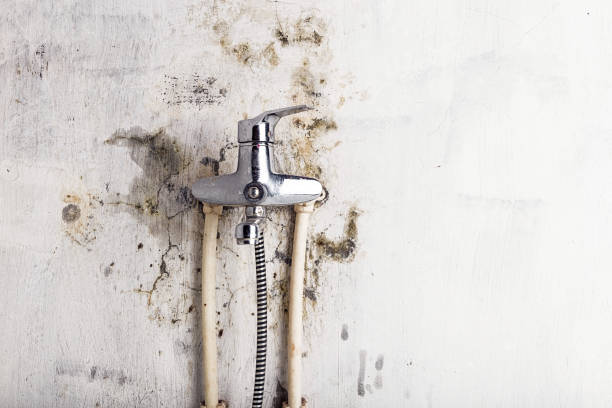 Best Commercial Mold Removal  in Buffalo Center, IA