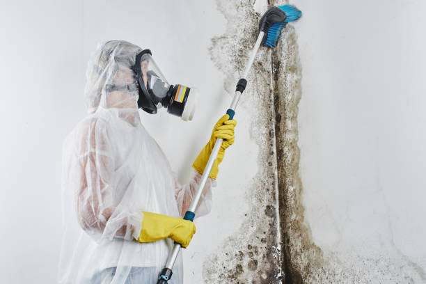Mold Removal Process in Buffalo Center, IA