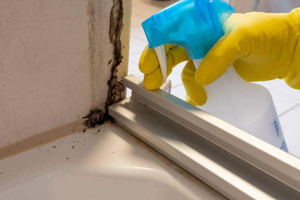 Best Black Mold Removal  in Buffalo Center, IA