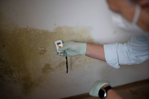 Best Local Mold Removal Service  in Buffalo Center, IA