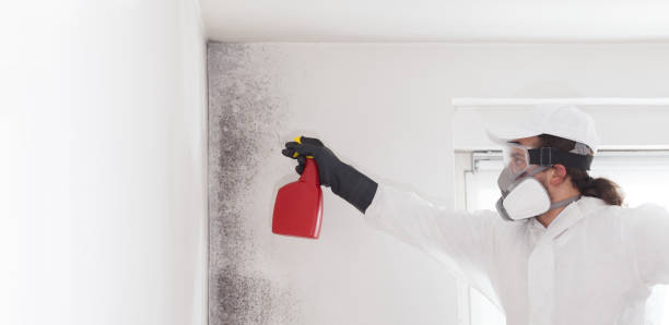 Best Professional Mold Removal  in Buffalo Center, IA