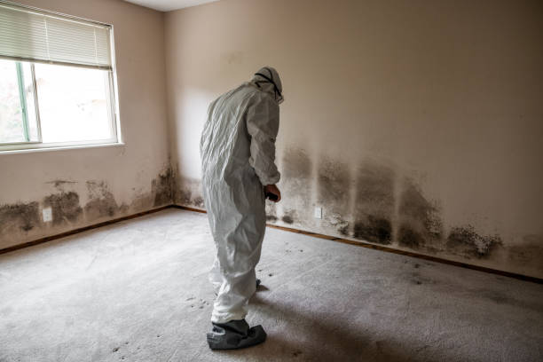 Best Residential Mold Removal  in Buffalo Center, IA