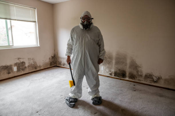 Best Attic Mold Removal  in Buffalo Center, IA