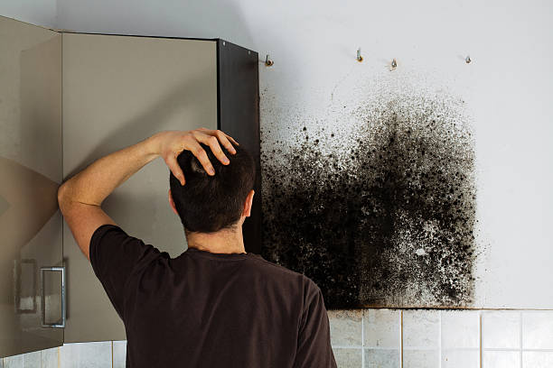 Best Affordable Mold Removal  in Buffalo Center, IA