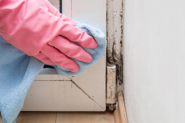 Best Mold Removal Company Near Me  in Buffalo Center, IA