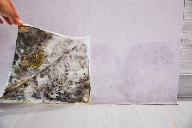 Best Commercial Mold Removal  in Buffalo Center, IA